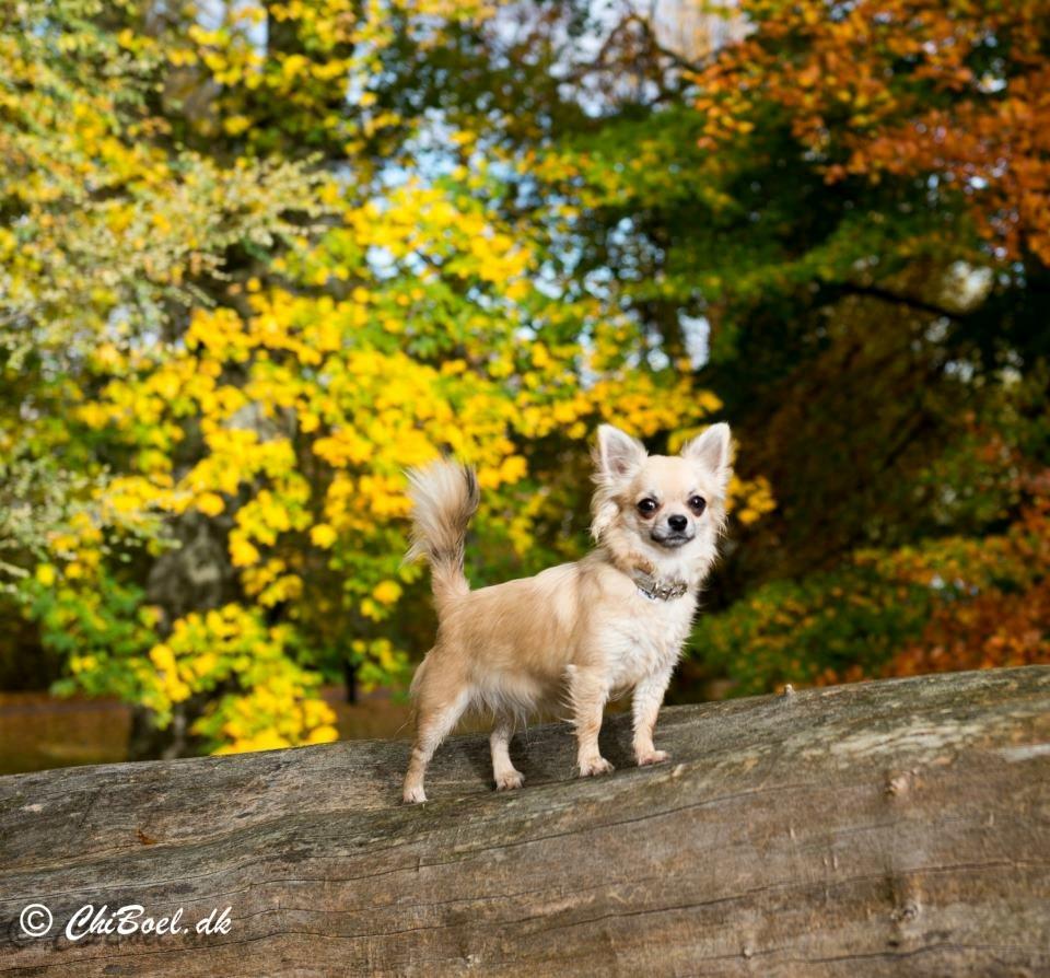 Chihuahua Rotten Rita billede 15