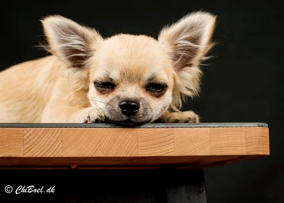 Chihuahua Rotten Rita billede 16