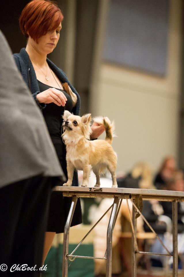 Chihuahua Rotten Rita billede 17