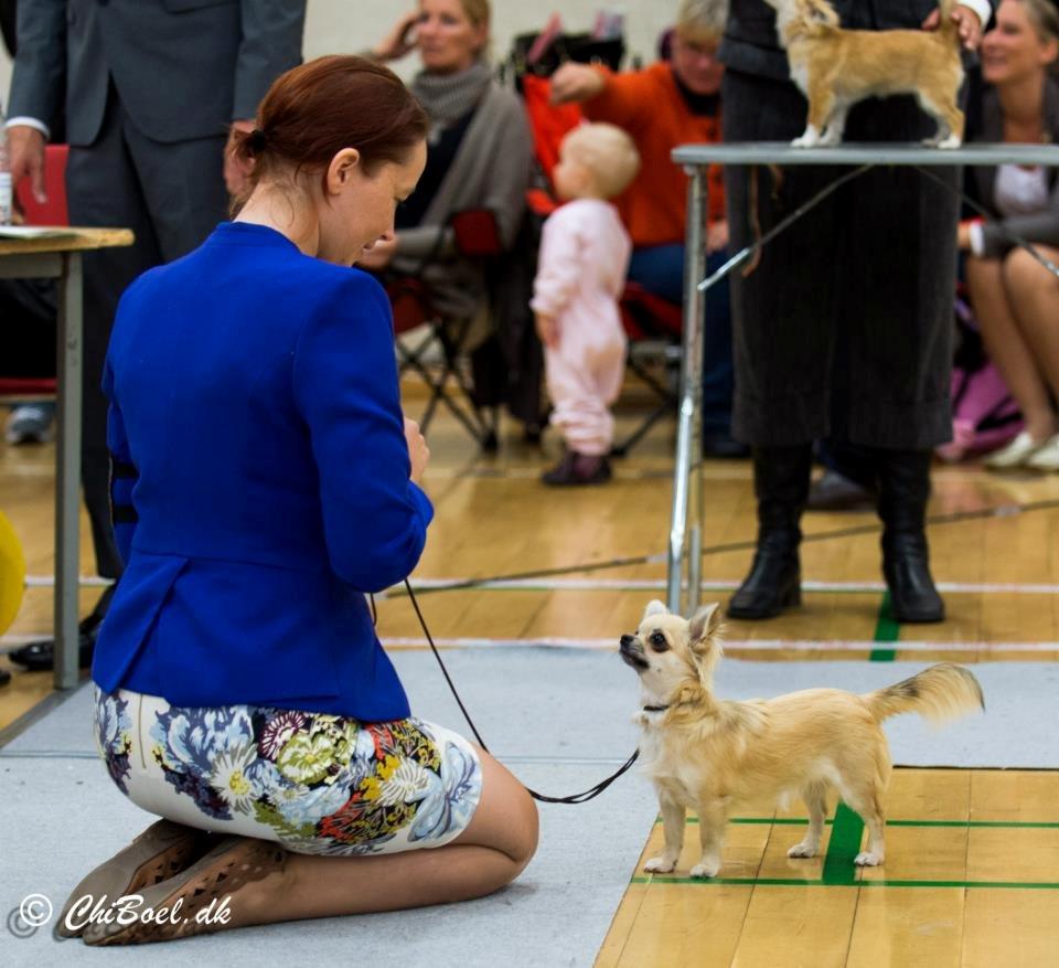 Chihuahua Rotten Rita billede 18