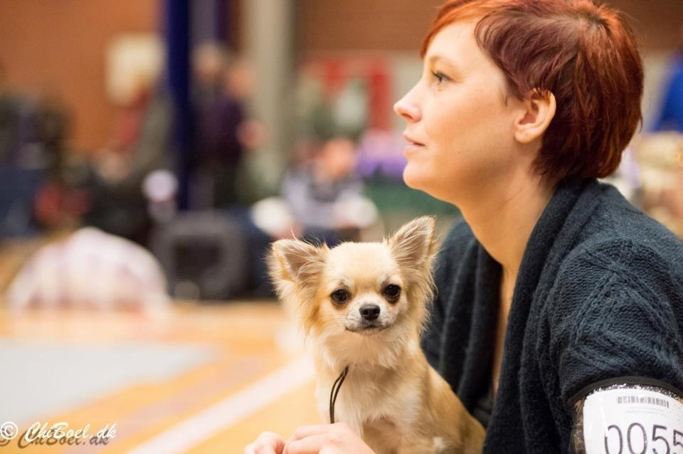 Chihuahua Rotten Rita billede 19