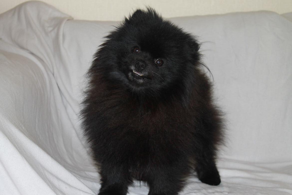 Pomeranian Farier Spitz The Ameriakal Mann ( Diesel ) - hej smil til mig for jeg smiler igen. billede 8