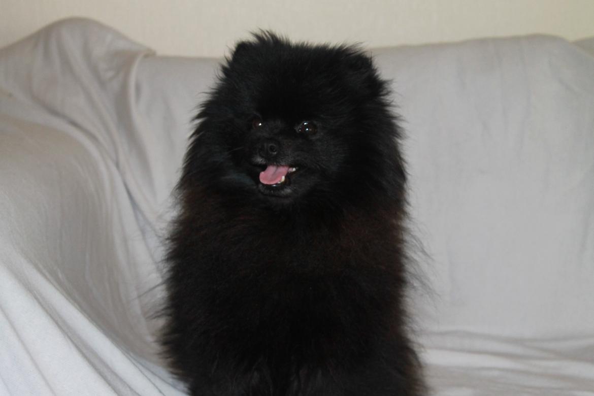 Pomeranian Farier Spitz The Ameriakal Mann ( Diesel ) - Hej!!!!! billede 1