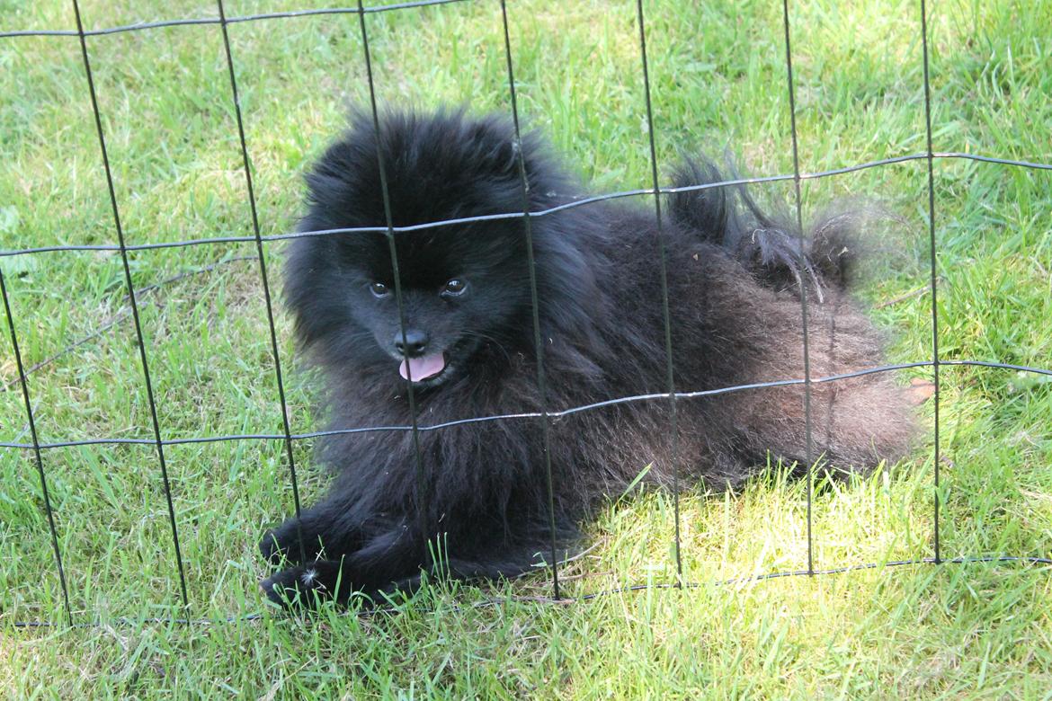 Pomeranian Farier Spitz The Ameriakal Mann ( Diesel ) - ha jeg er bare indenfor og det er du ikke billede 9