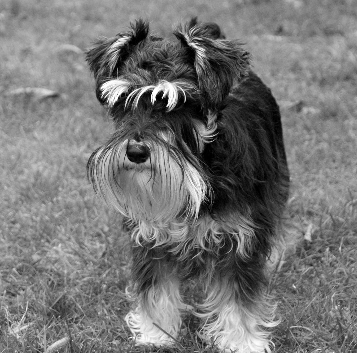 Dvaergschnauzer Soffi billede 15