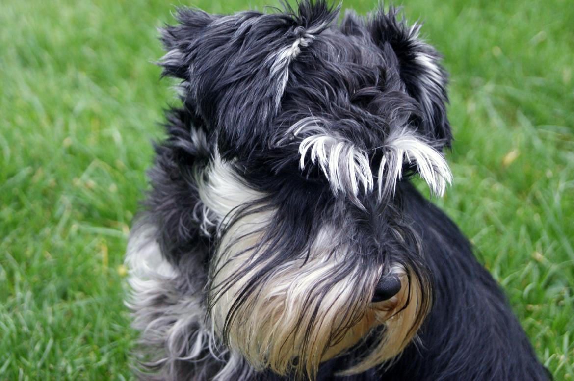 Dvaergschnauzer Soffi billede 16