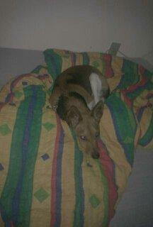 Dansk svensk gaardhund scooby - lille Scobby der ligger og putter i min seng<333 billede 1
