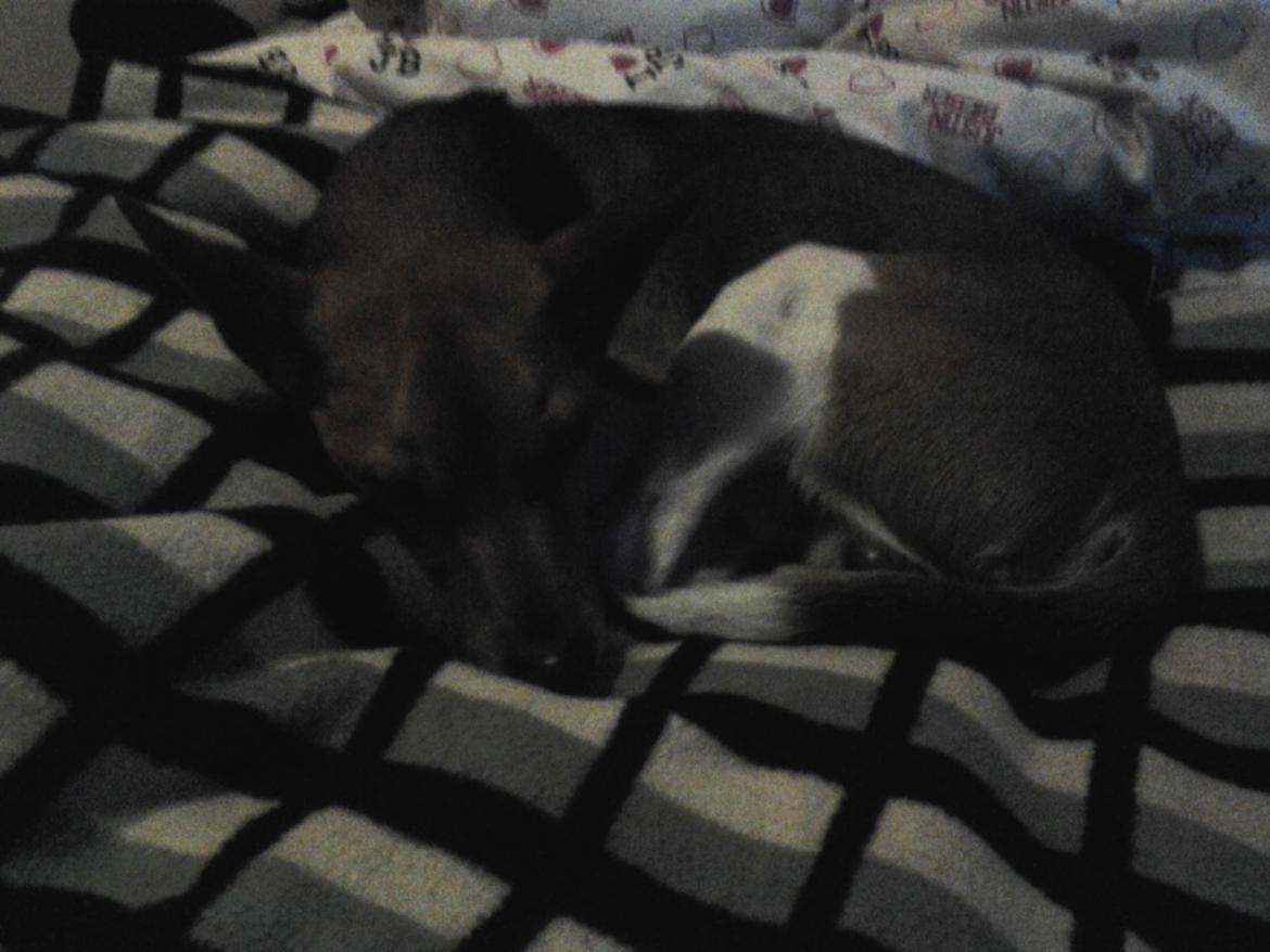 Dansk svensk gaardhund scooby billede 2