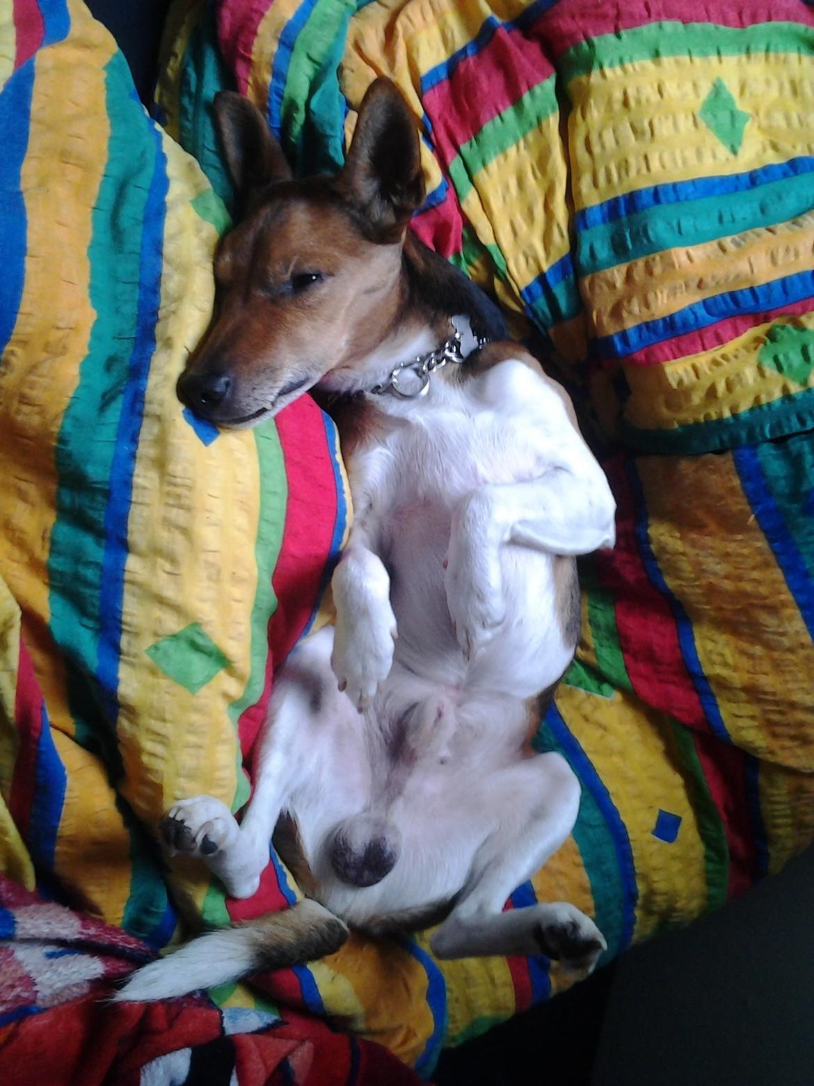 Dansk svensk gaardhund scooby - ´vi skal da lige have en lille morfar i nikkie,s seng<333 billede 3