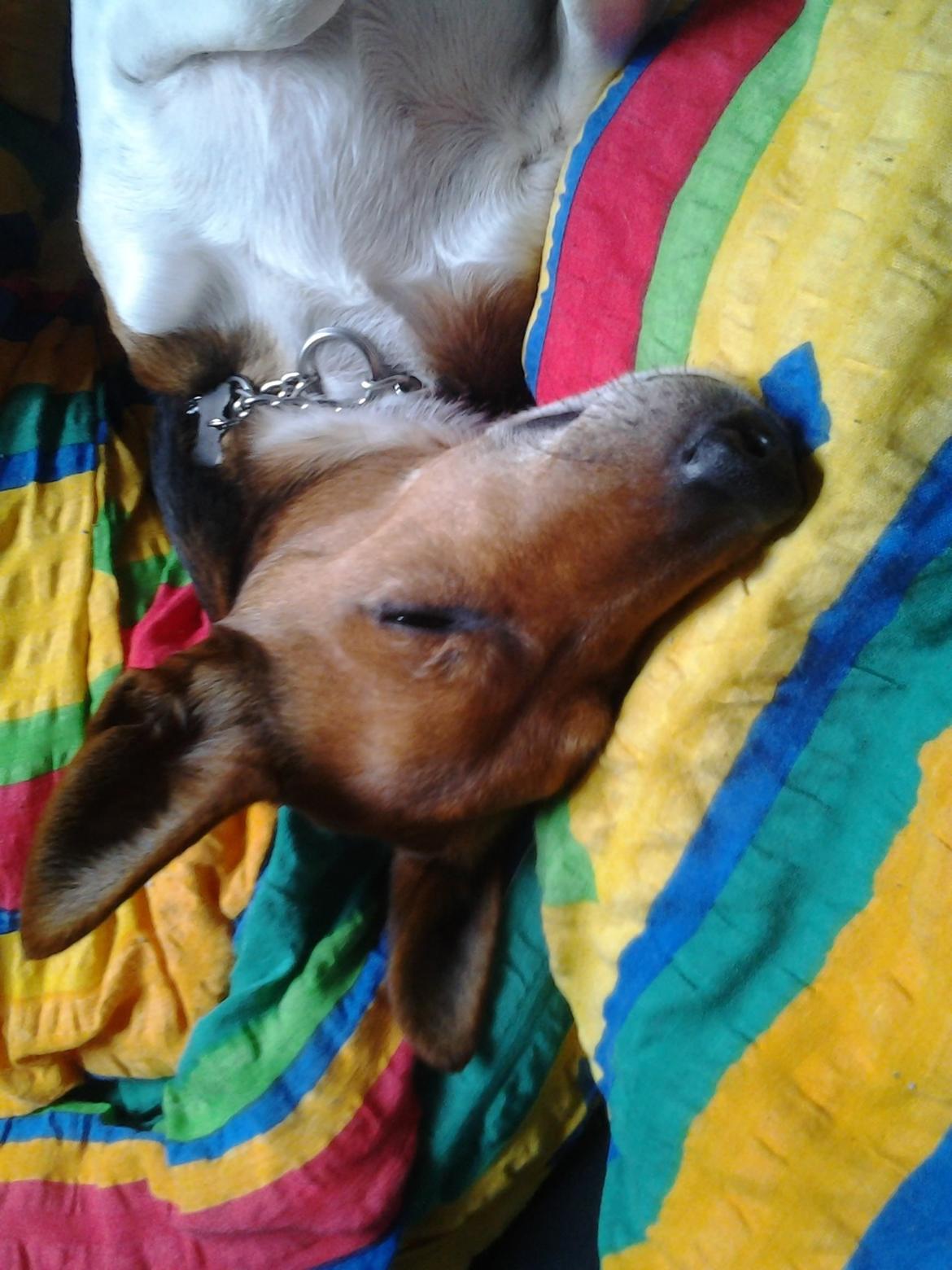 Dansk svensk gaardhund scooby - jammen godnat da<333 billede 4