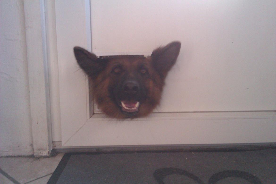 Schæferhund Jenna - kan jeg mon komme gennem kattelemmen? billede 11