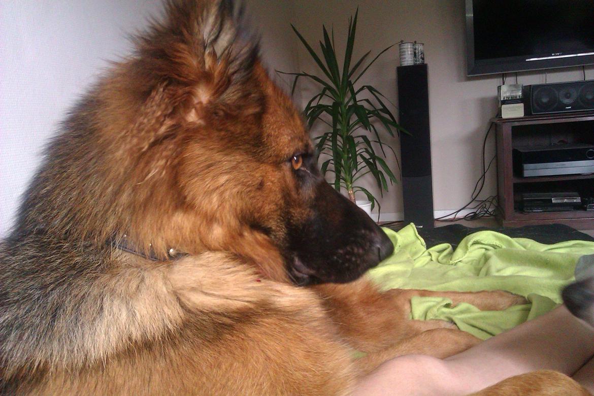 Schæferhund Jenna billede 12