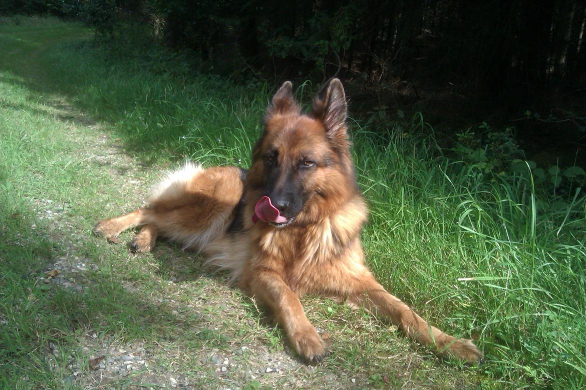 Schæferhund Jenna billede 13