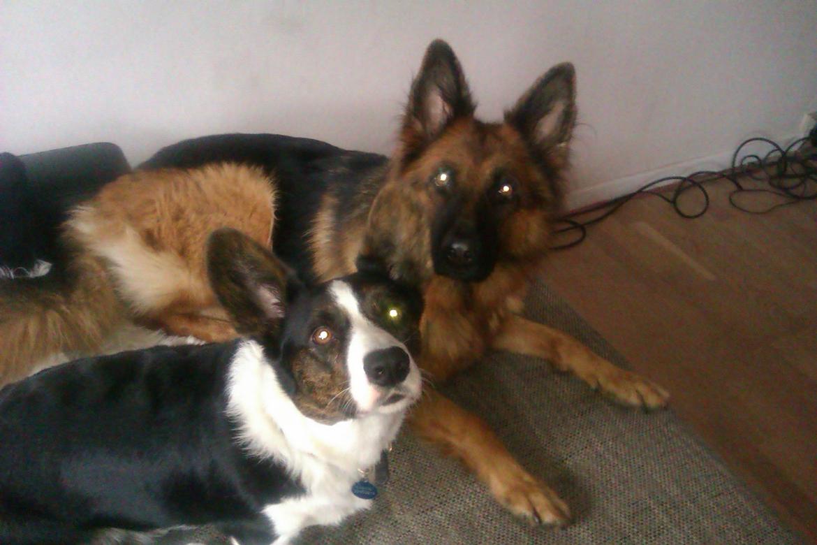 Schæferhund Jenna billede 14