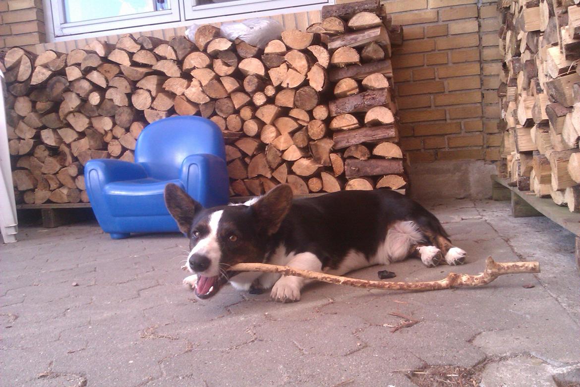 Welsh corgi cardigan Aasteds Fighting Friend (Ludvig) billede 12