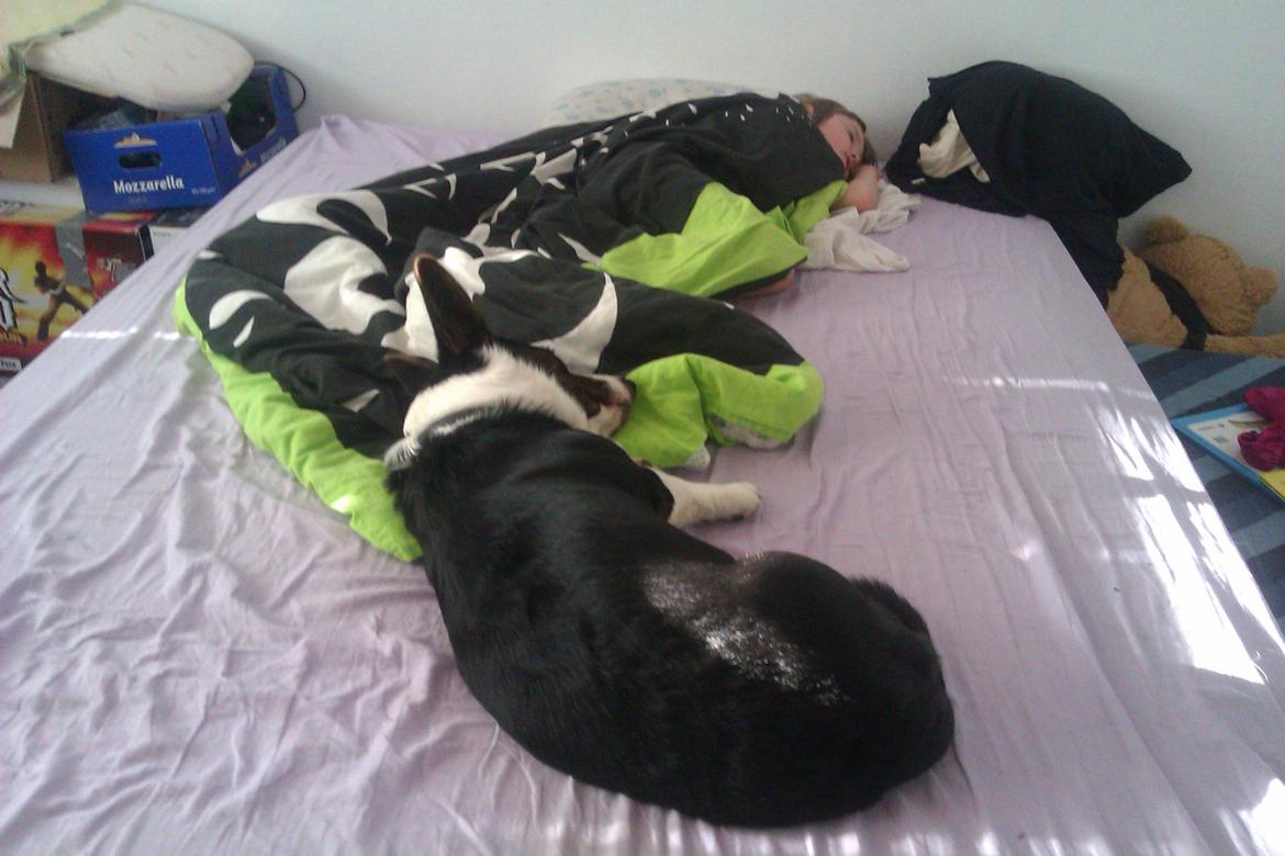 Welsh corgi cardigan Aasteds Fighting Friend (Ludvig) - ZzzzZzzzz billede 13