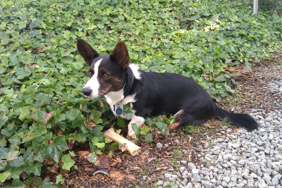 Welsh corgi cardigan Aasteds Fighting Friend (Ludvig) billede 14