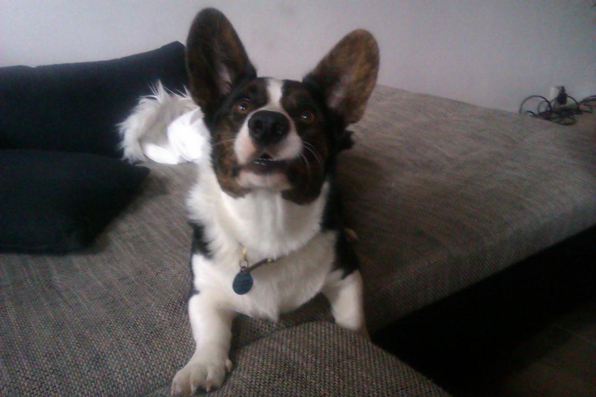 Welsh corgi cardigan Aasteds Fighting Friend (Ludvig) billede 15