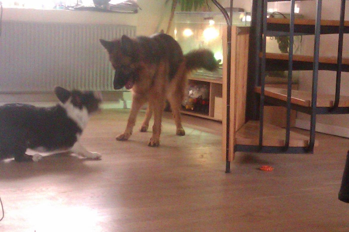 Welsh corgi cardigan Aasteds Fighting Friend (Ludvig) - kom nu, leg med mig billede 16