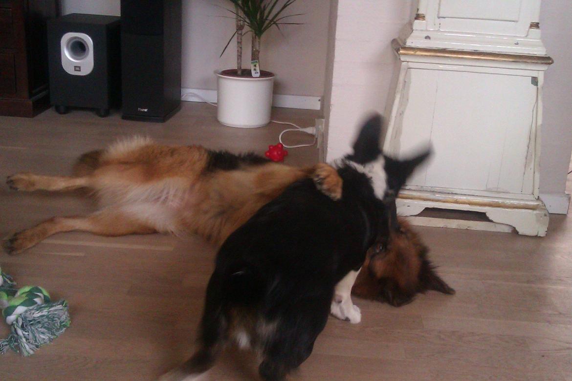 Welsh corgi cardigan Aasteds Fighting Friend (Ludvig) - SÅ får du høvl, lille schæfer,  så skal jeg lige vise hvem der er størst billede 17