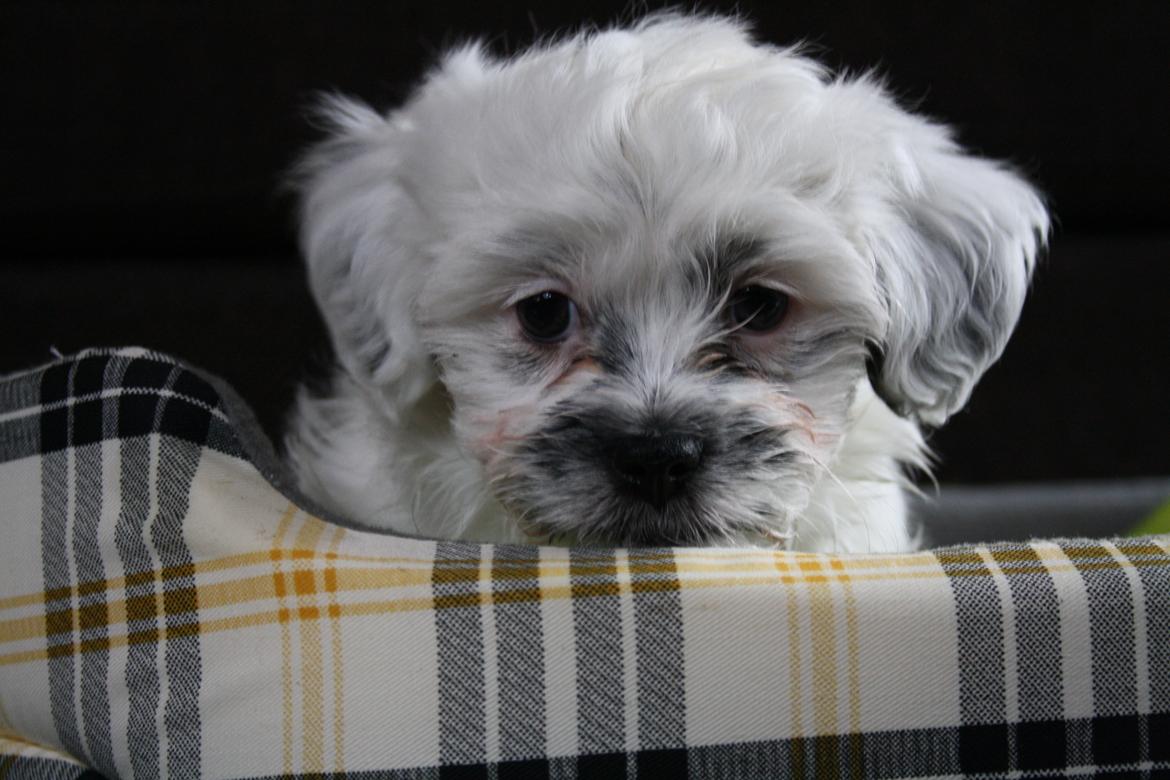 Blanding af racer Møffe billede 1