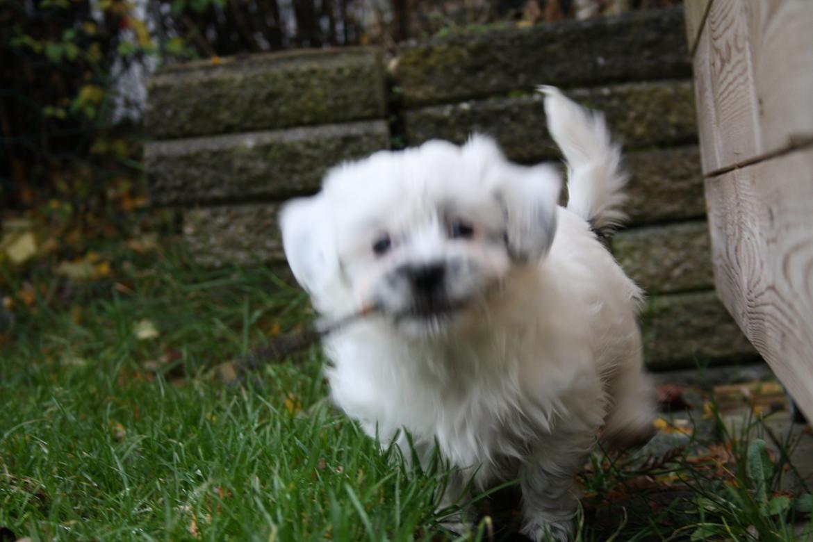 Blanding af racer Møffe billede 3