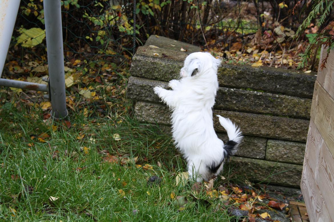 Blanding af racer Møffe billede 4