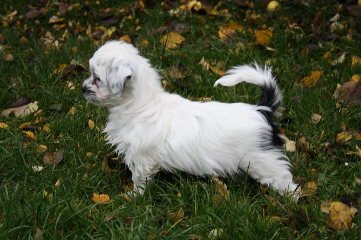 Blanding af racer Møffe billede 2