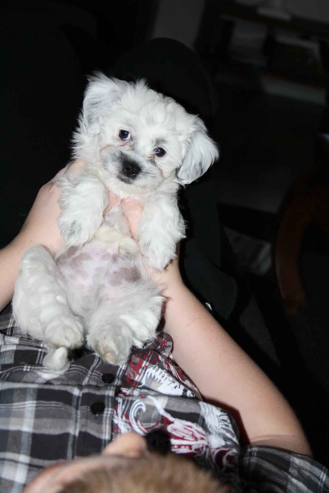 Blanding af racer Møffe billede 5