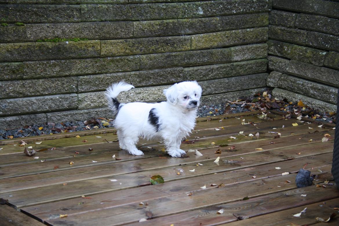 Blanding af racer Møffe billede 7