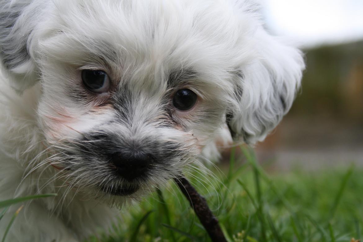 Blanding af racer Møffe billede 6