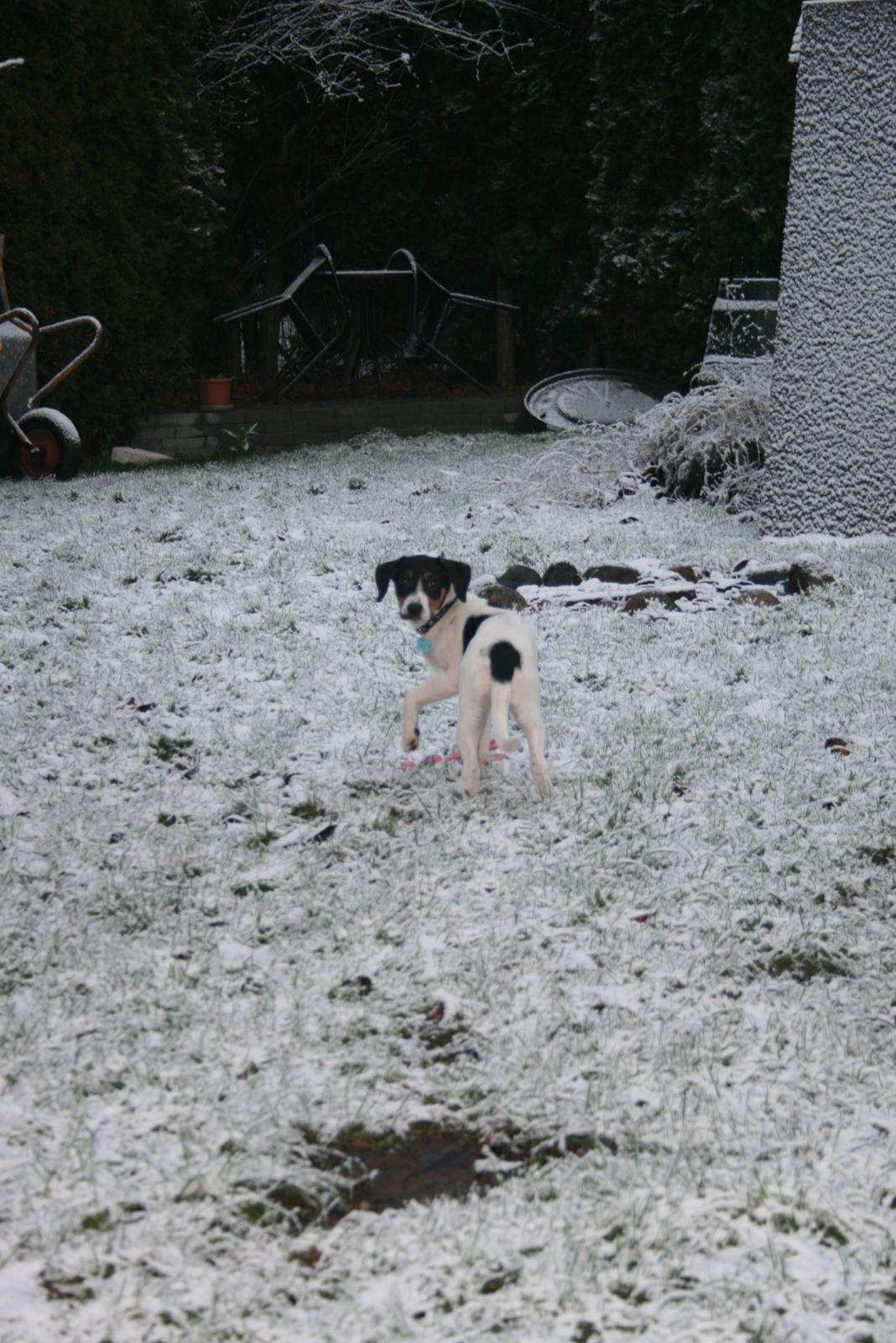 Blanding af racer Pluto - Første gang Pluto ser sne d. 30-11-2012 billede 15