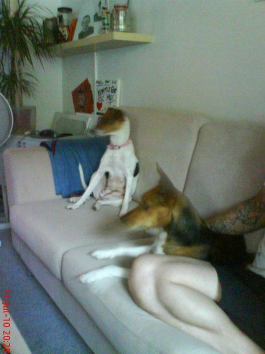Dansk svensk gaardhund scooby billede 6