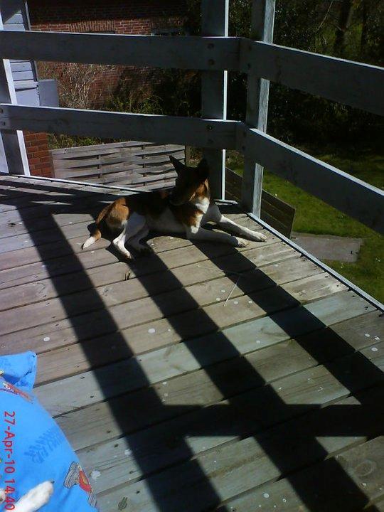 Dansk svensk gaardhund scooby - jeg nyder det gode vejer<333 billede 7