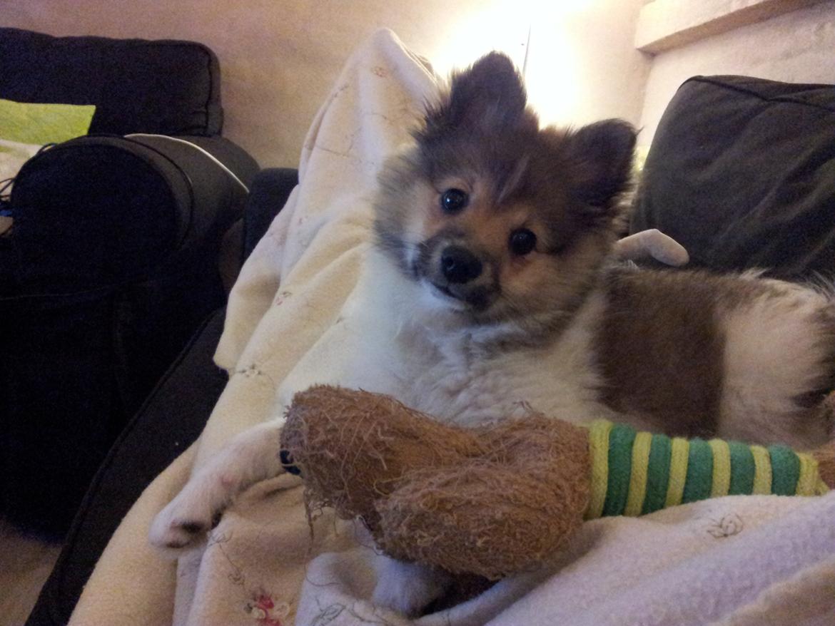 Volpino italiano Siva billede 3