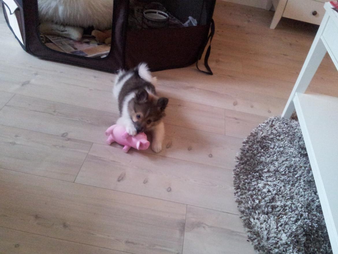 Volpino italiano Siva billede 4