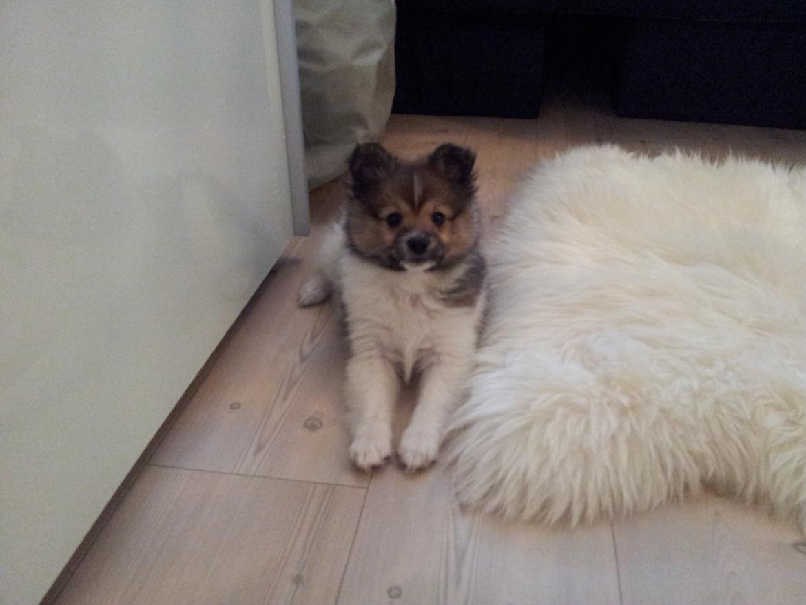 Volpino italiano Siva billede 5