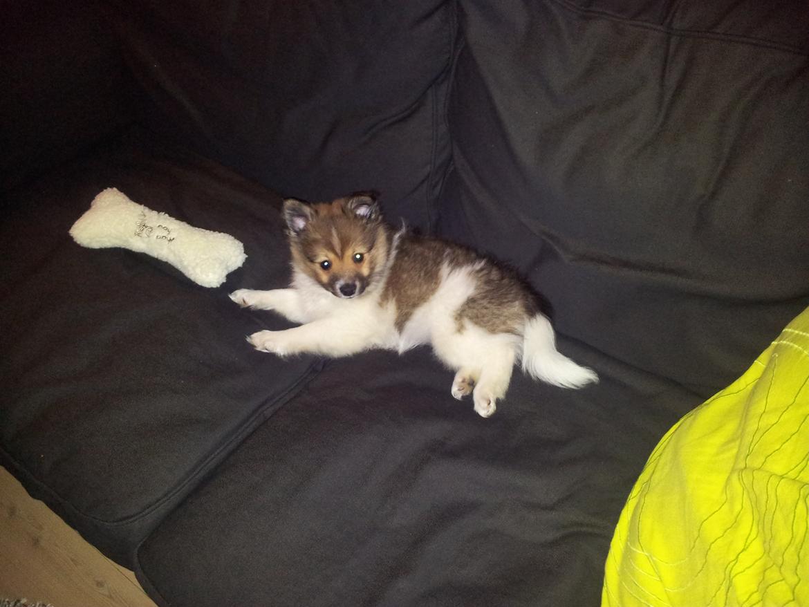 Volpino italiano Siva billede 6