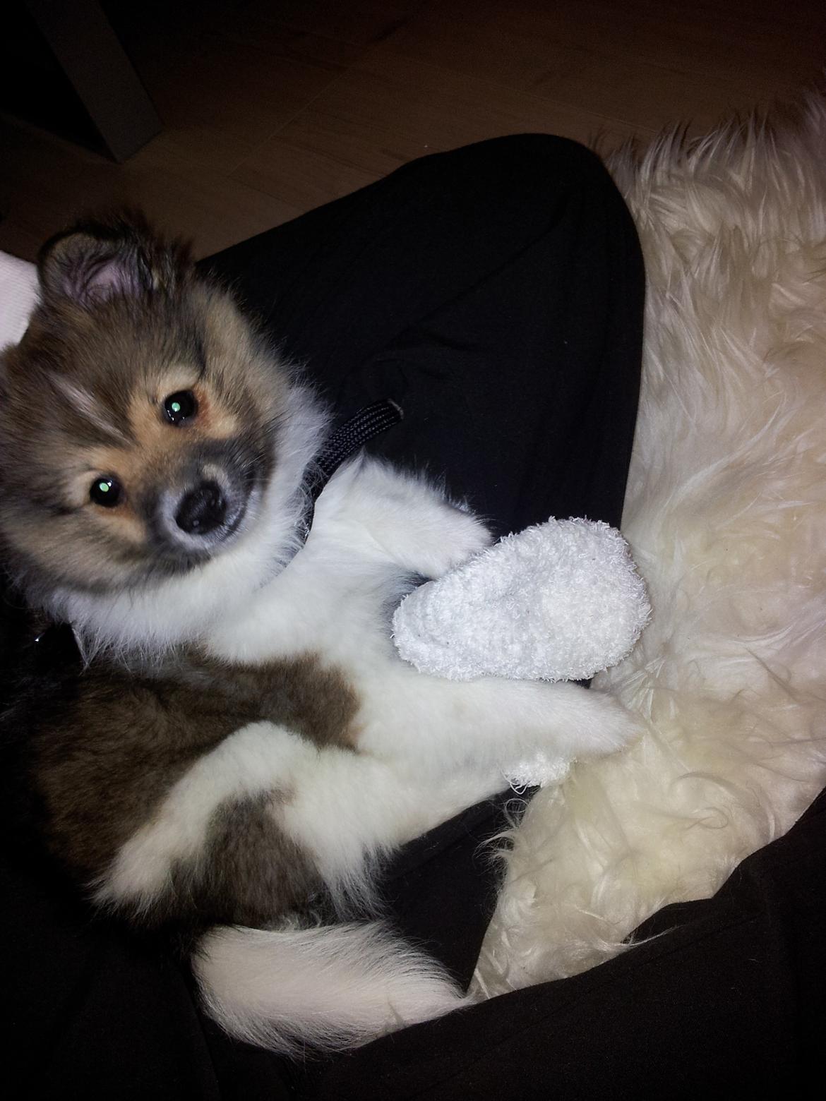 Volpino italiano Siva billede 7