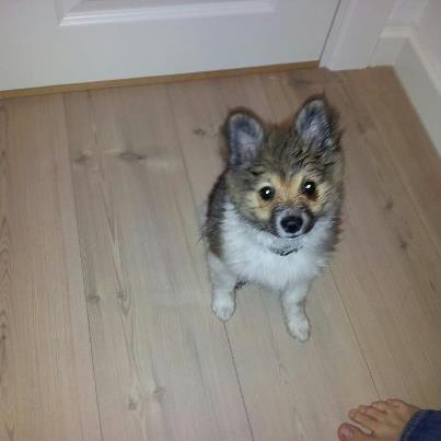 Volpino italiano Siva billede 8