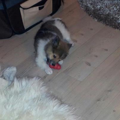 Volpino italiano Siva billede 9