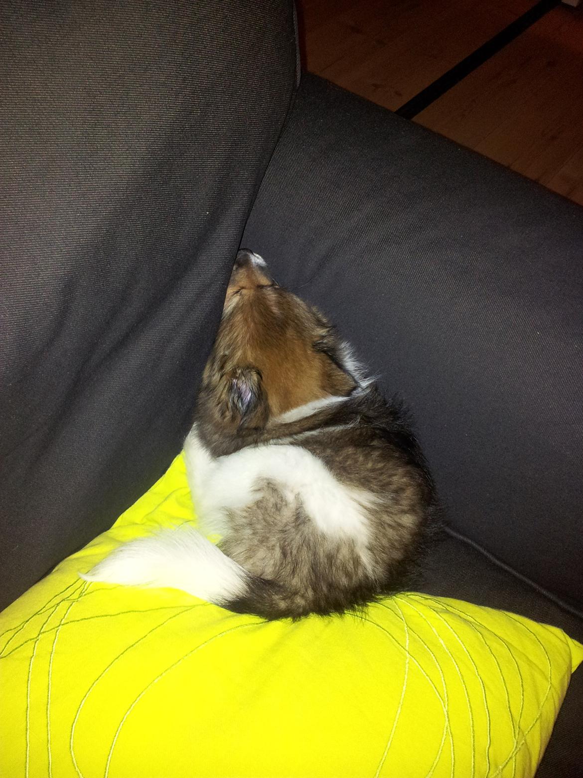 Volpino italiano Siva billede 10