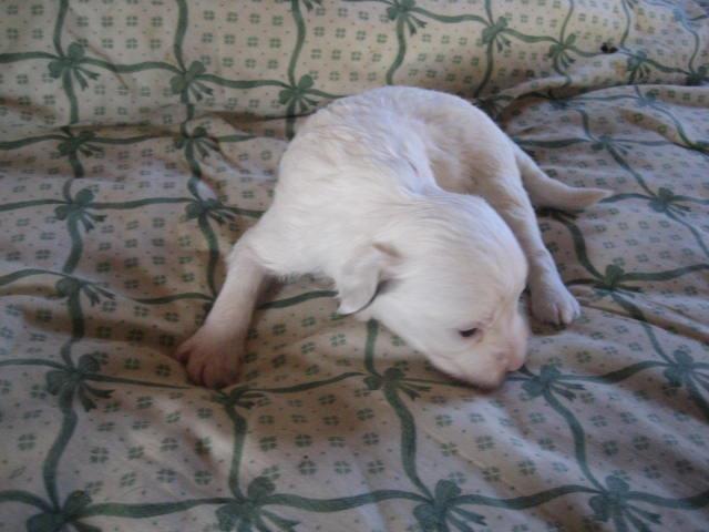 Chinese crested powder puff Effi - ikke særlig stor :) billede 2