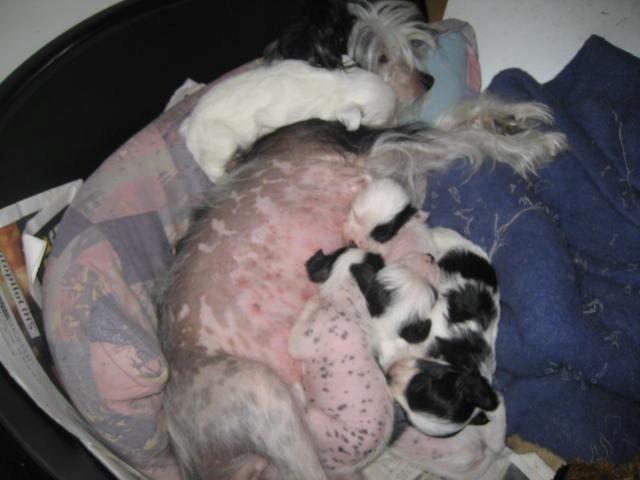 Chinese crested powder puff Effi - Effi og hygge i kurven med mor og søskende, effi der ligger på mors hals :) billede 4