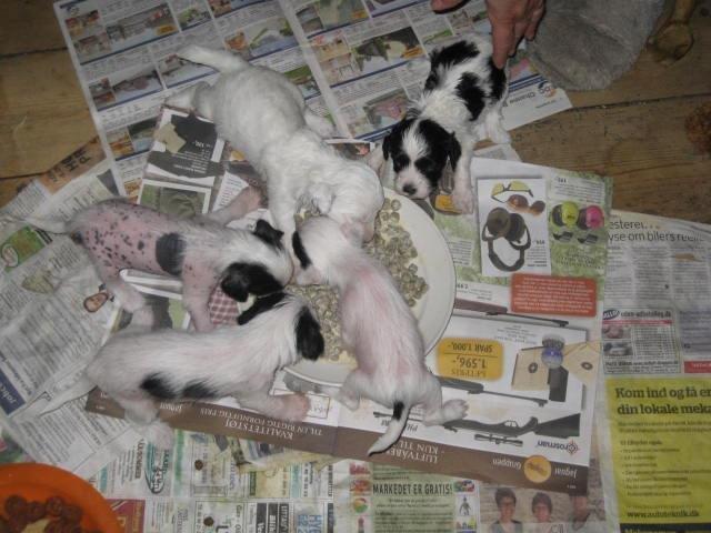 Chinese crested powder puff Effi billede 5