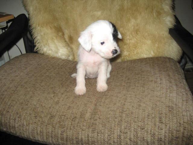 Chinese crested hårløs Quiin Diva billede 9