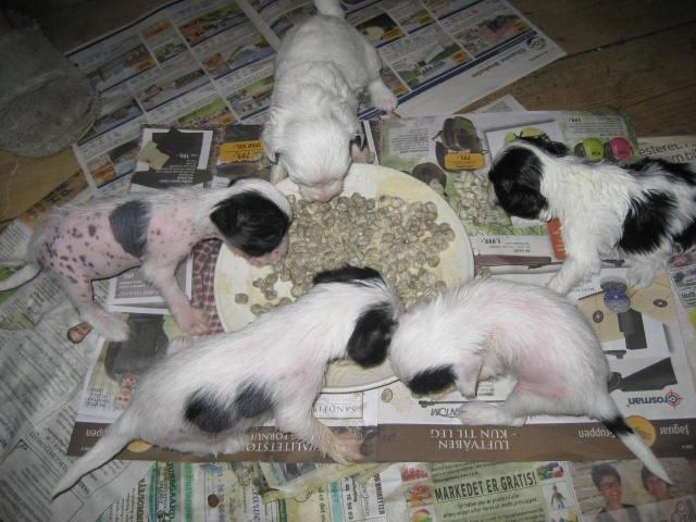 Chinese crested hårløs Quiin Diva billede 10