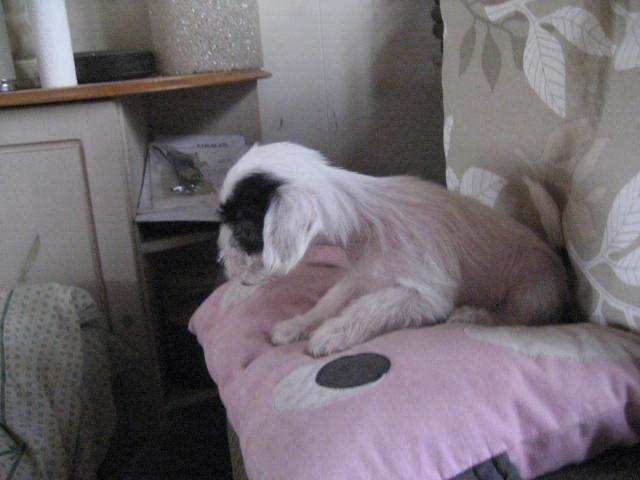 Chinese crested hårløs Quiin Diva billede 11