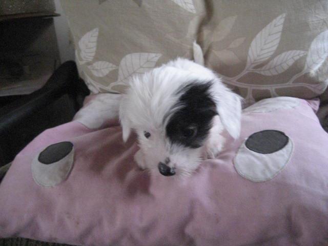 Chinese crested hårløs Quiin Diva billede 12