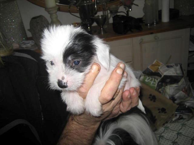 Chinese crested hårløs Quiin Diva billede 14